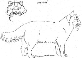 Siberian, Body and Head view